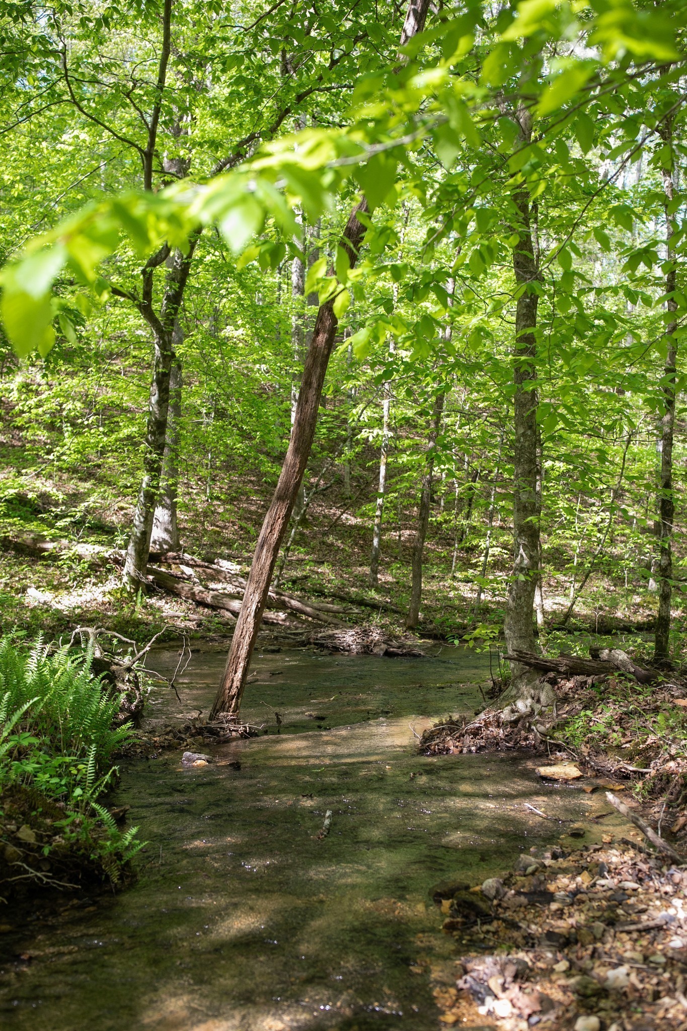 0 Pinewood Road Franklin TN 37064