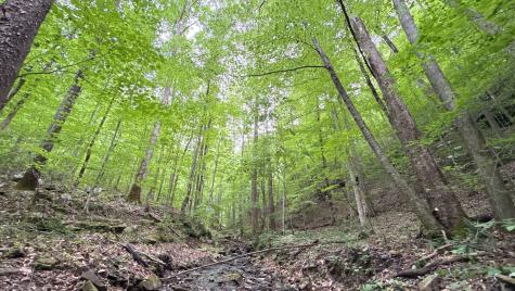 0 Murphy Hollow Road Trenton GA 30752