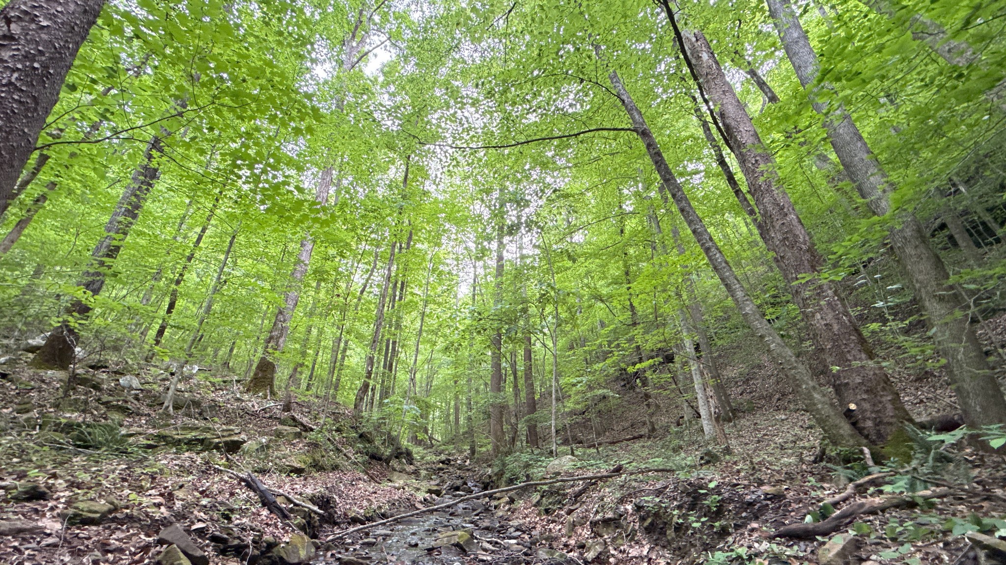 0 Murphy Hollow Road Trenton GA 30752