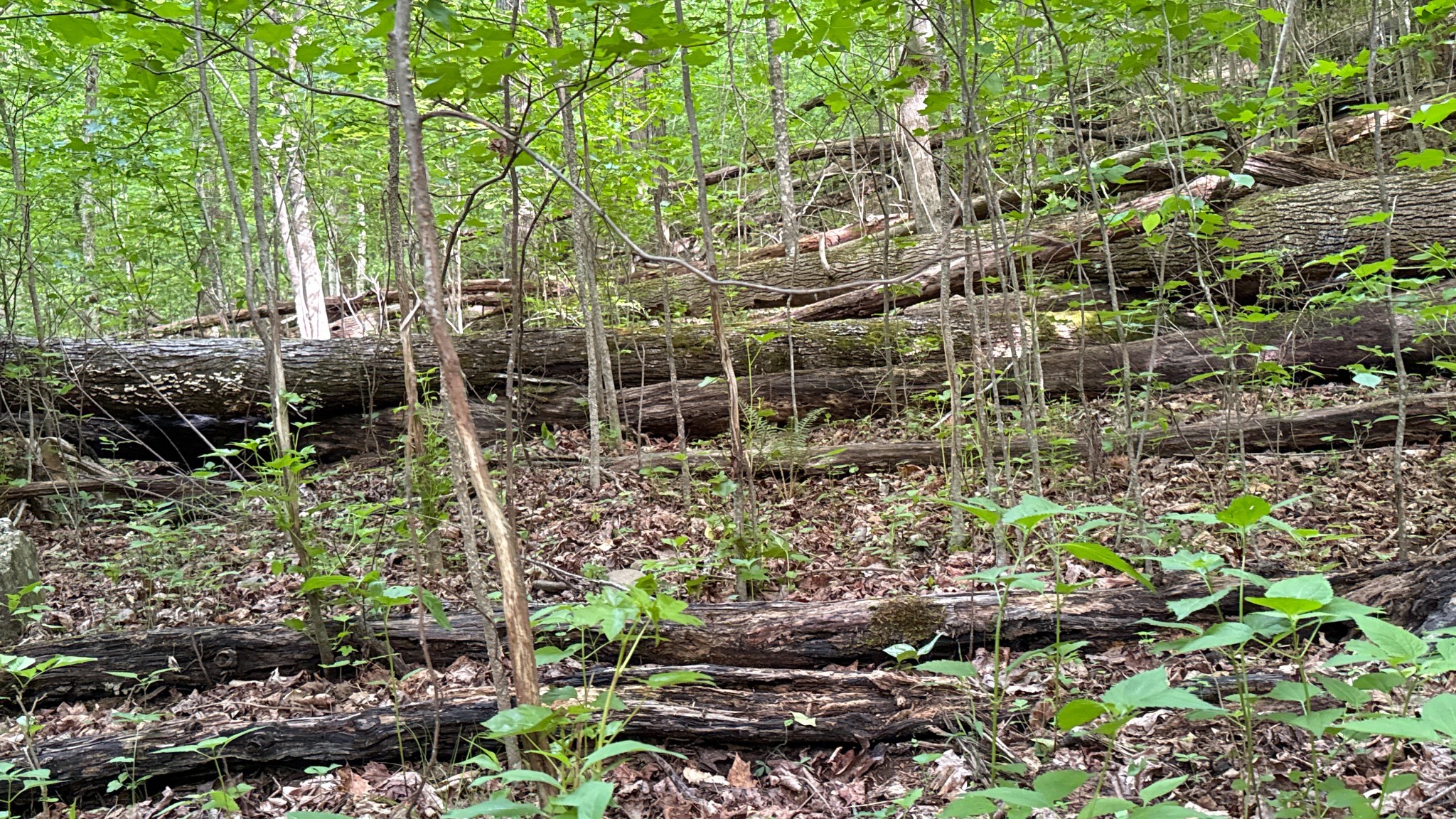 0 Murphy Hollow Road Trenton GA 30752