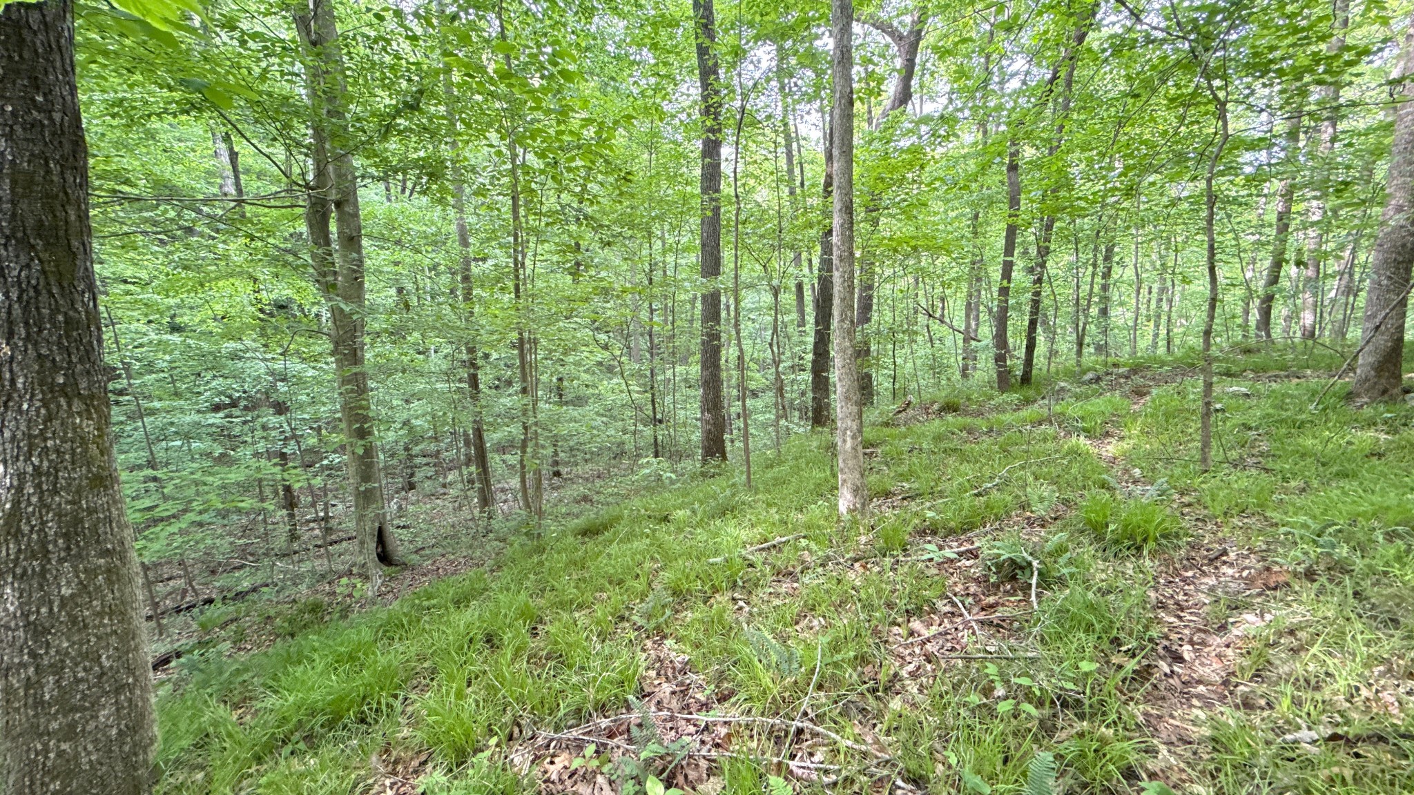 0 Murphy Hollow Road Trenton GA 30752