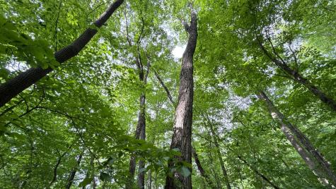 0 Murphy Hollow Road Trenton GA 30752