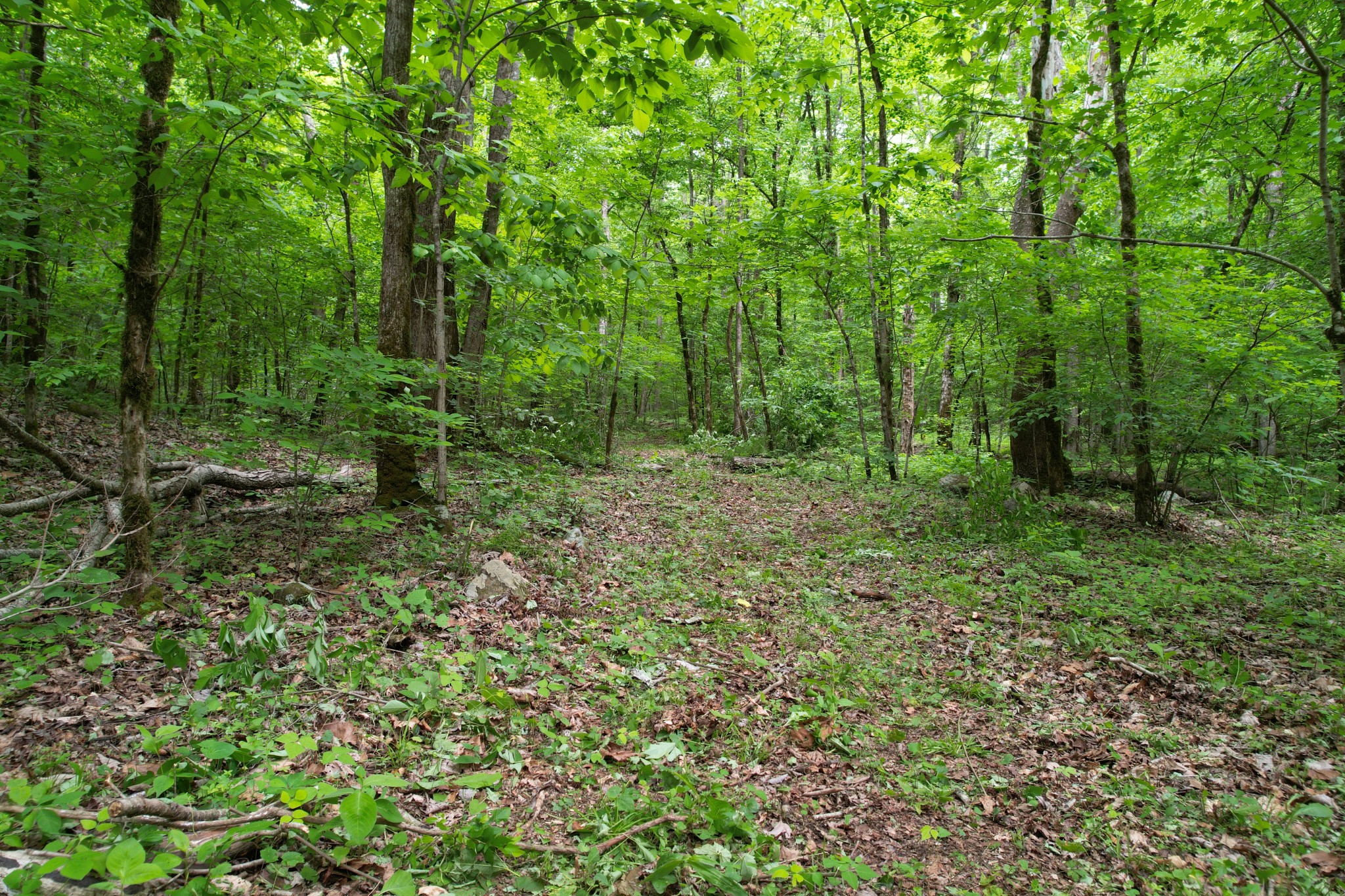 0 Murphy Hollow Road Trenton GA 30752