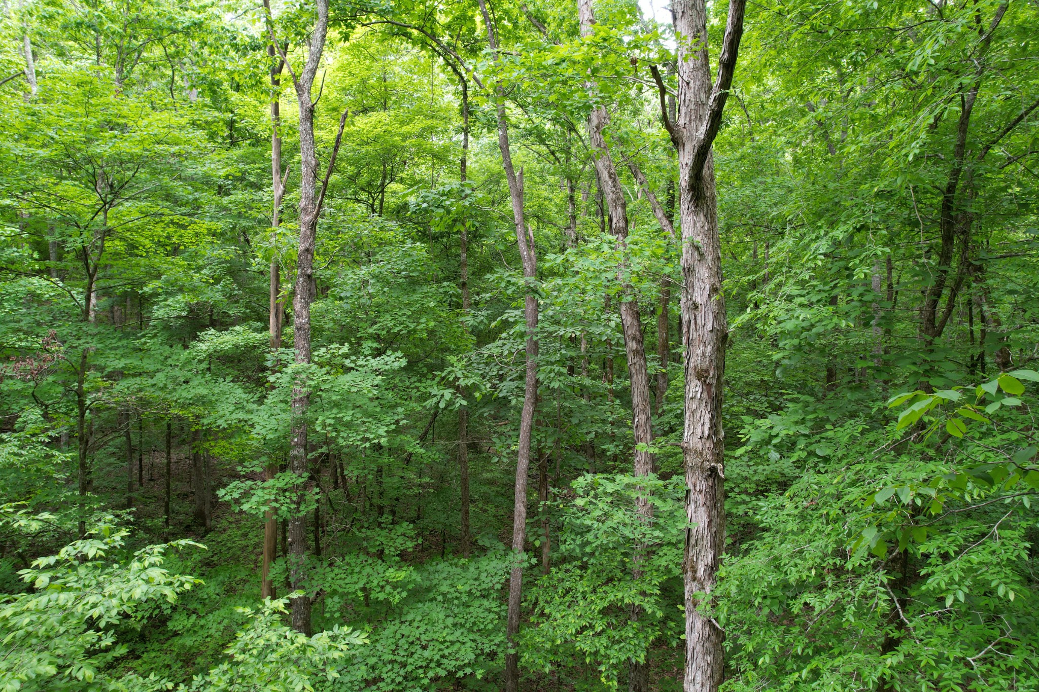 0 Murphy Hollow Road Trenton GA 30752