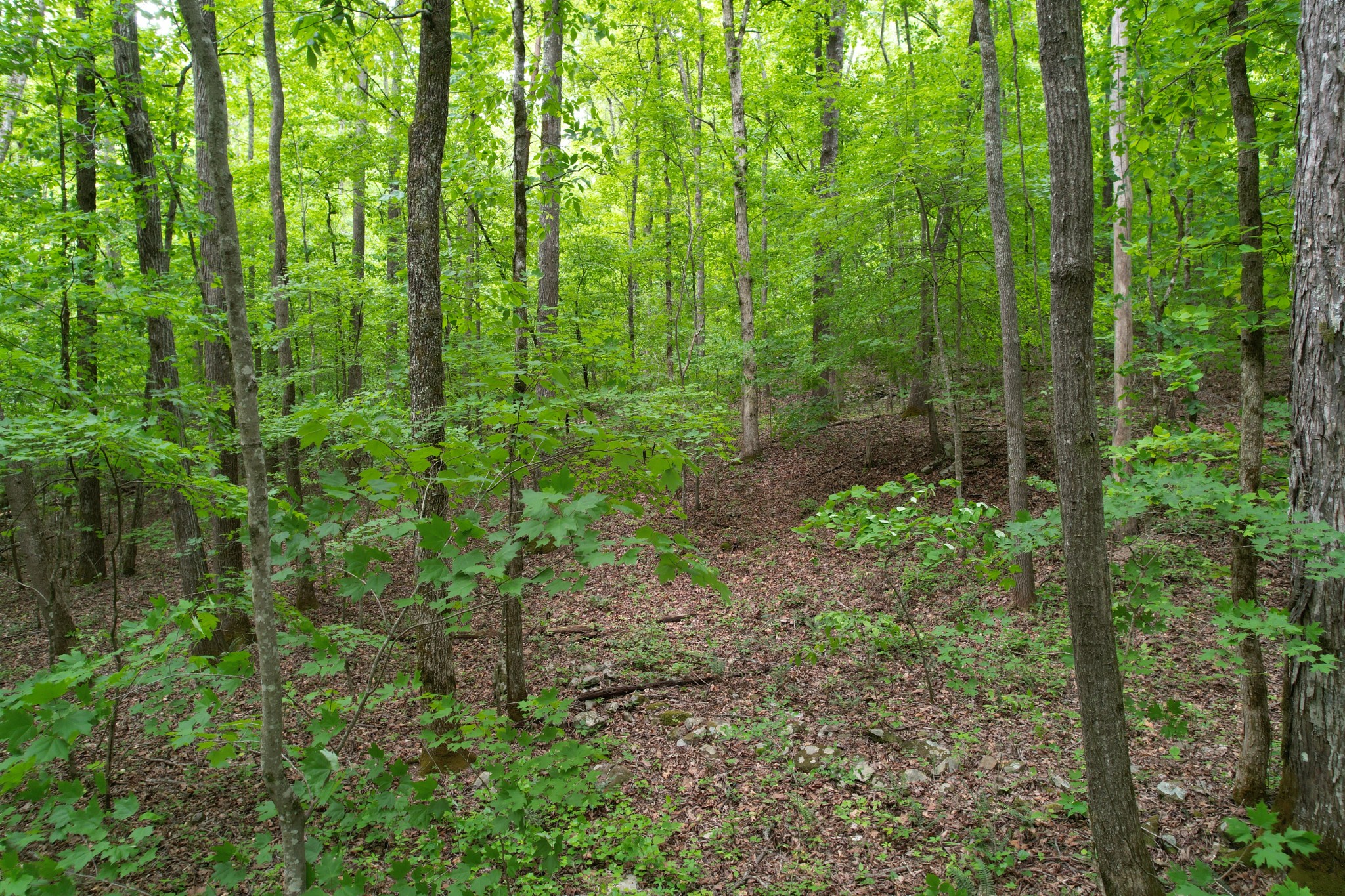 0 Murphy Hollow Road Trenton GA 30752