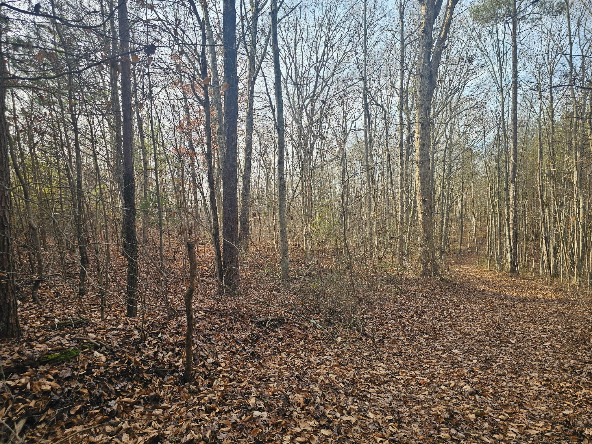 2900300 Smith Mountain Dunlap TN 37327