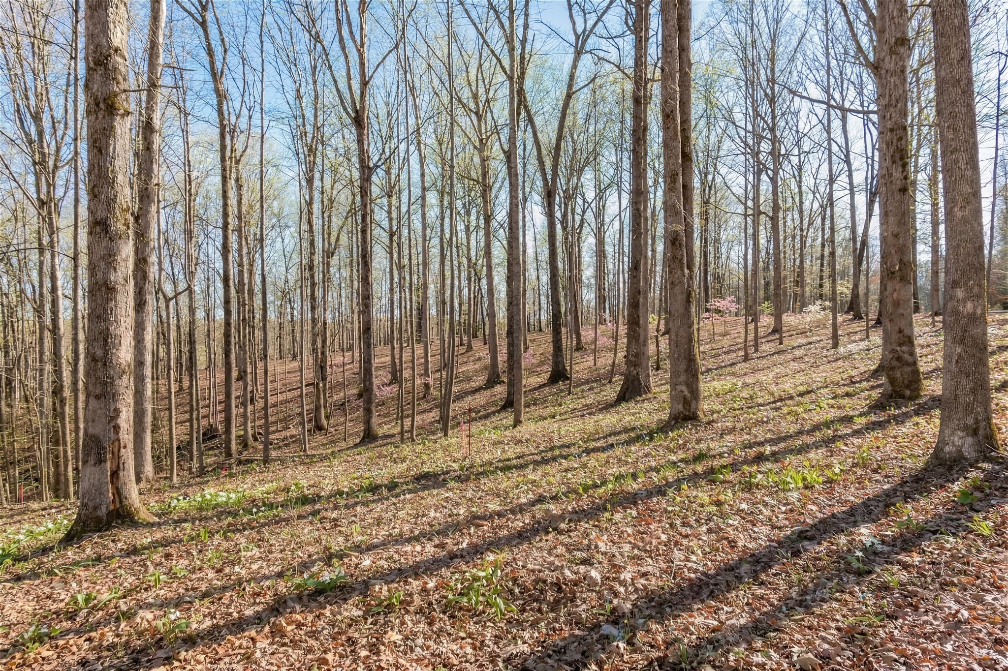 5717 Quest Ridge Road Franklin TN 37064