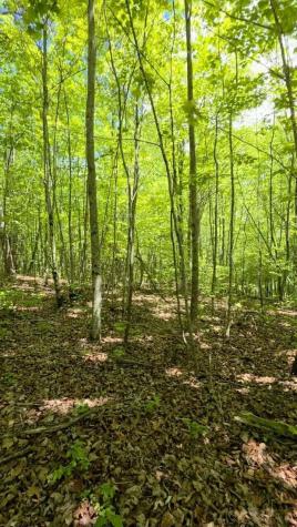 15 Cluck Cove Road South Pittsburg TN 37380