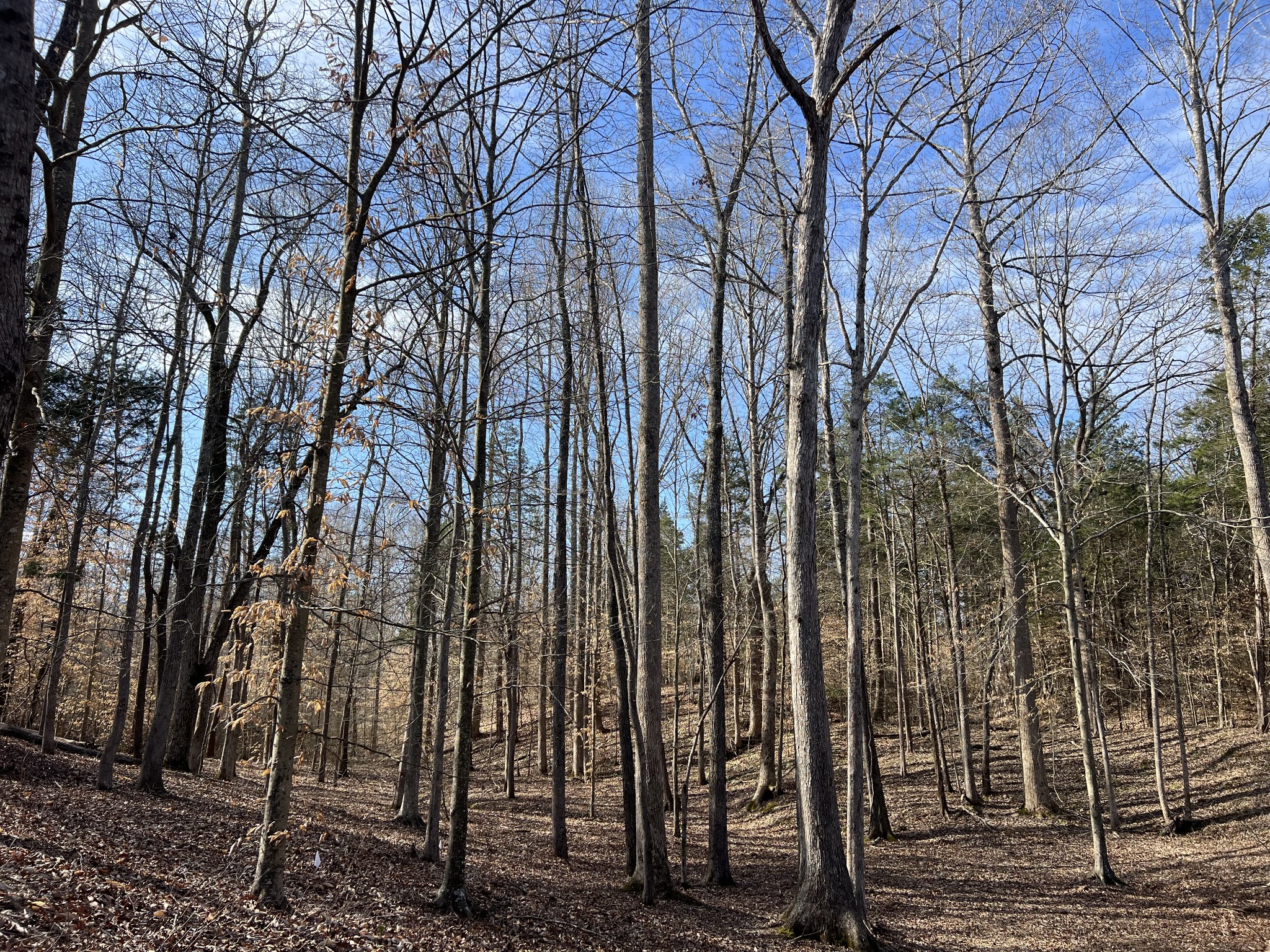0 Excalibur Trail Cedar Grove TN 38321