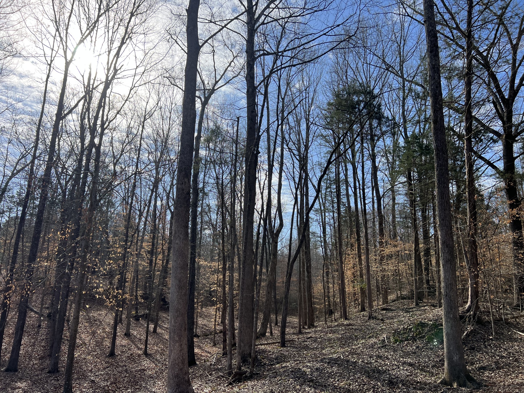0 Excalibur Trail Cedar Grove TN 38321
