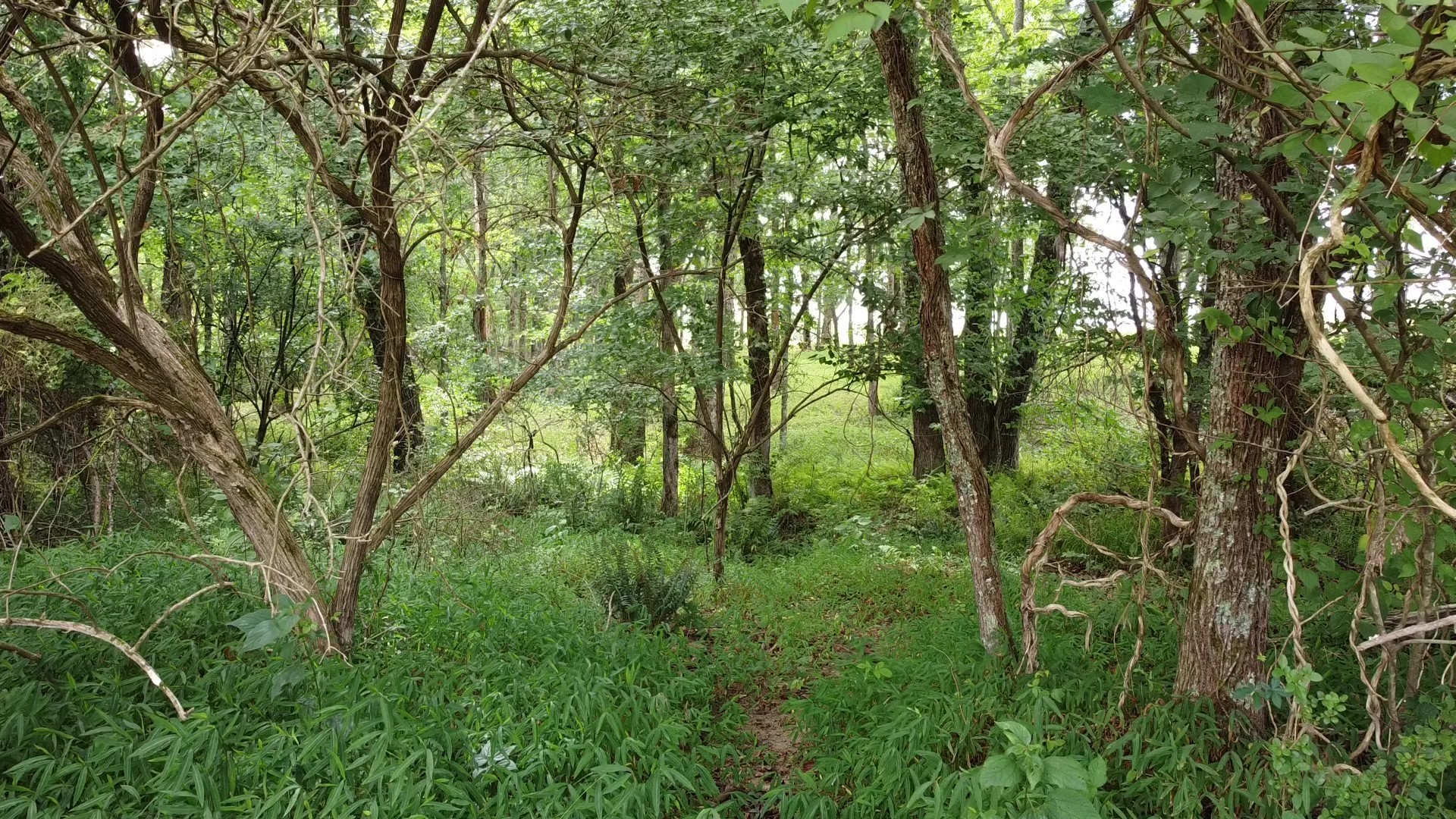 0 Bridle Trail Spencer TN 38585