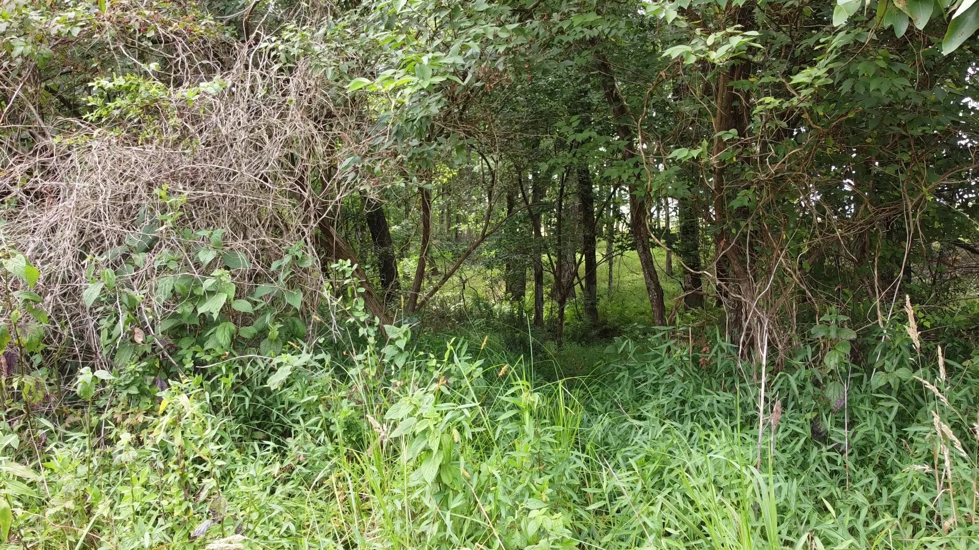 0 Bridle Trail Spencer TN 38585
