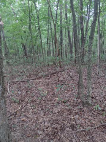 0 N Of 60th Ave, S Gruetli Laager TN 37339