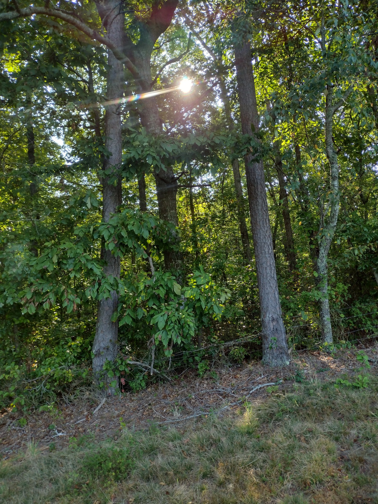 0 N Of 60th Ave, S Gruetli Laager TN 37339