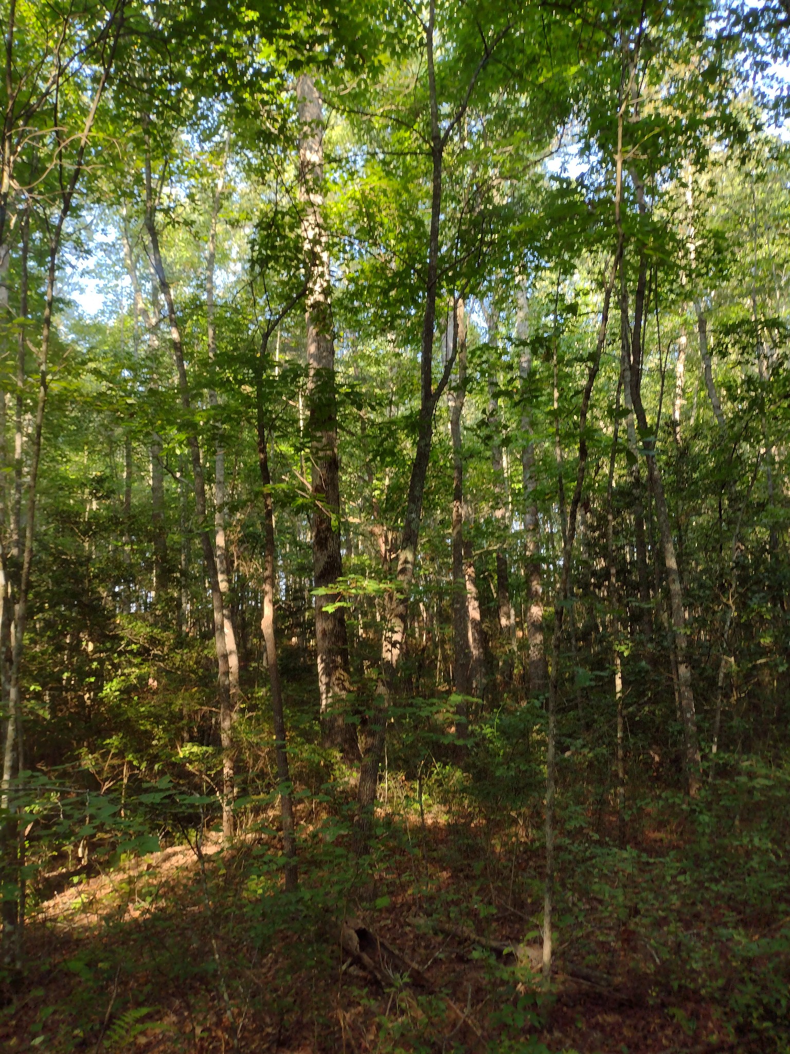 0 N Of 60th Ave, S Gruetli Laager TN 37339