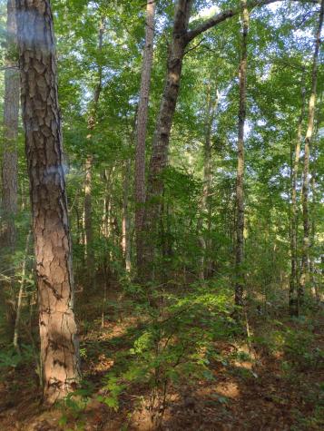 0 N Of 60th Ave, S Gruetli Laager TN 37339