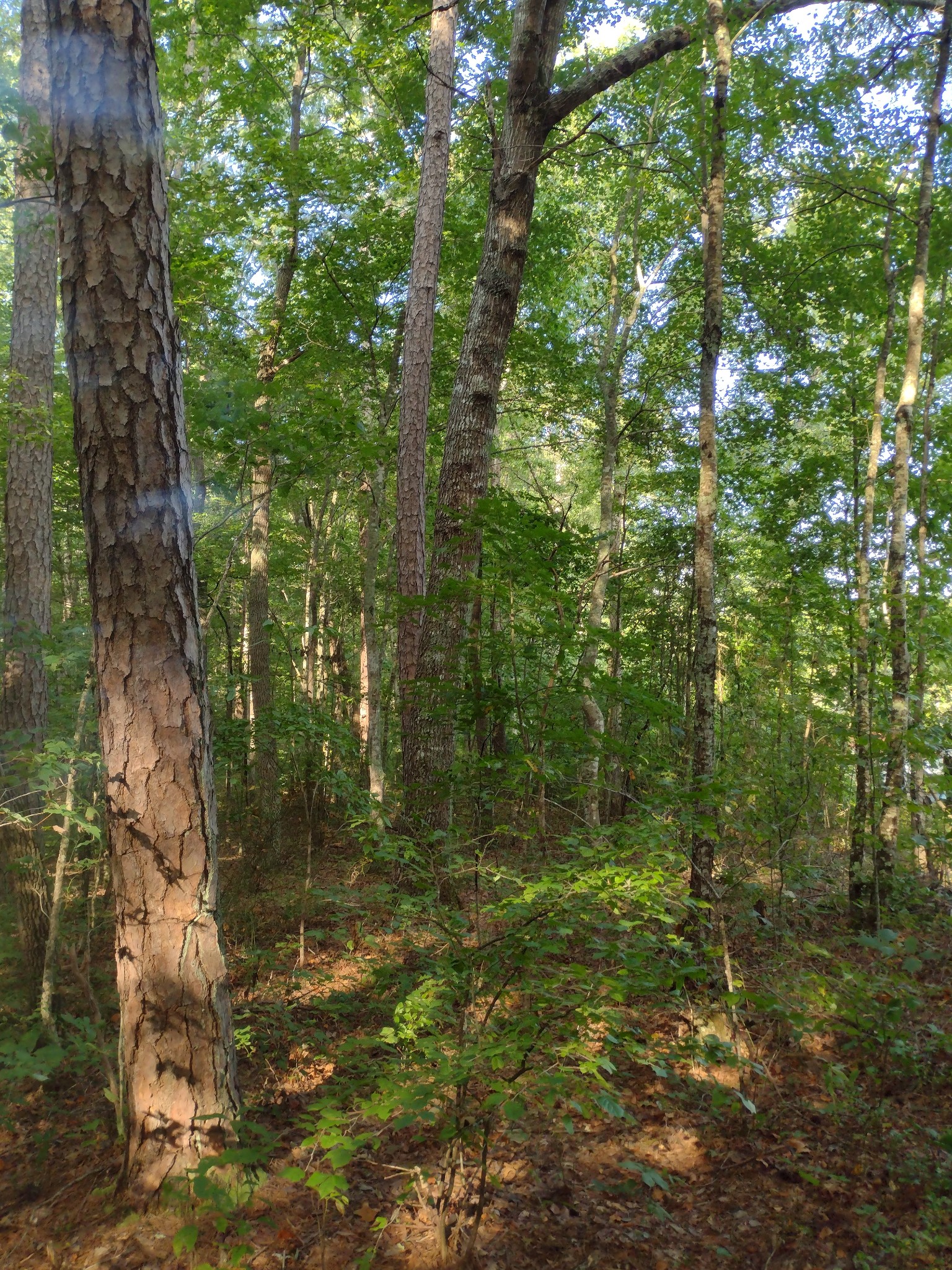 0 N Of 60th Ave, S Gruetli Laager TN 37339