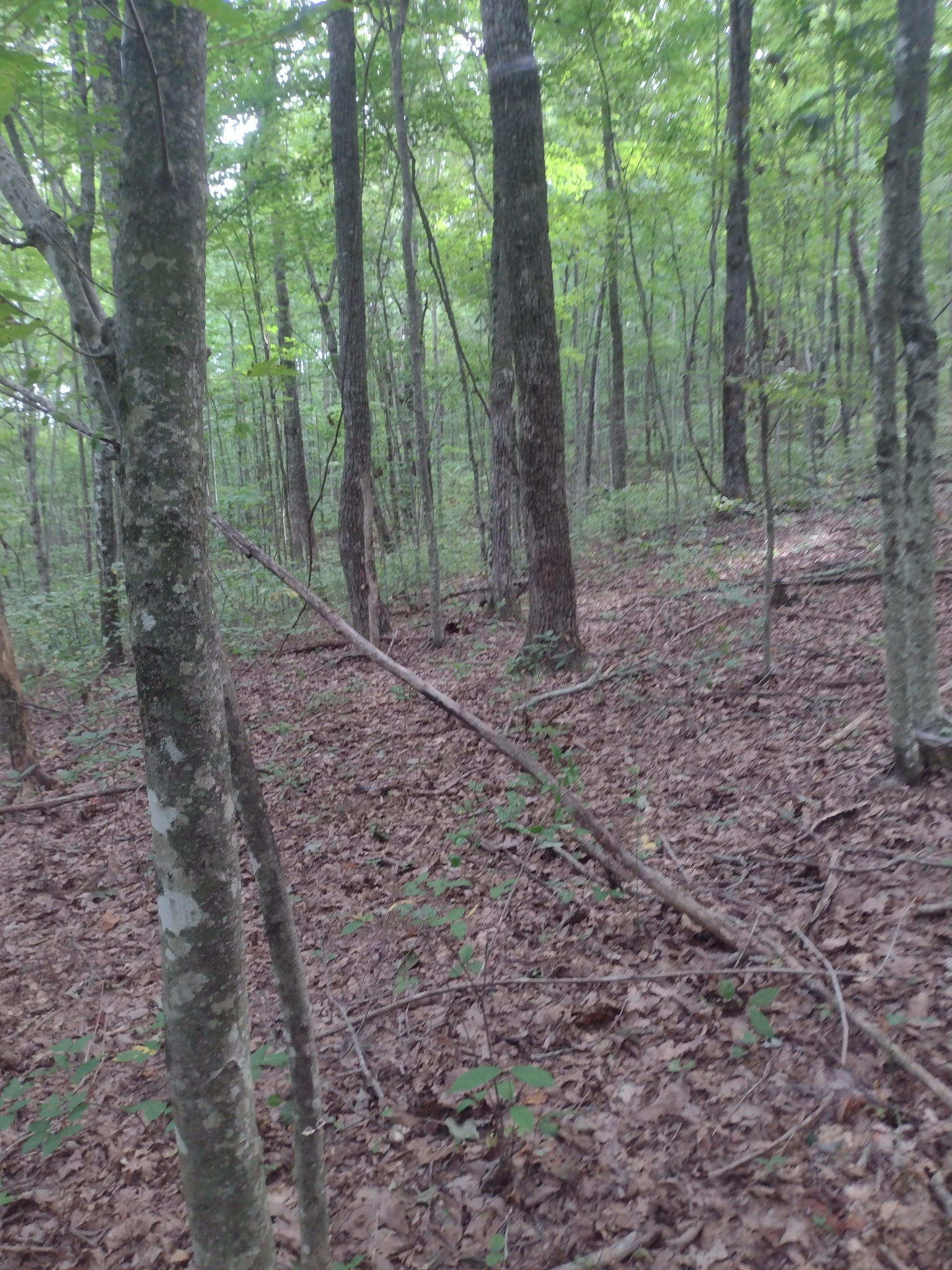 0 N Of 60th Ave, S Gruetli Laager TN 37339