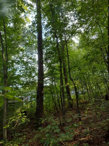 0 N Of 60th Ave, S Gruetli Laager TN 37339