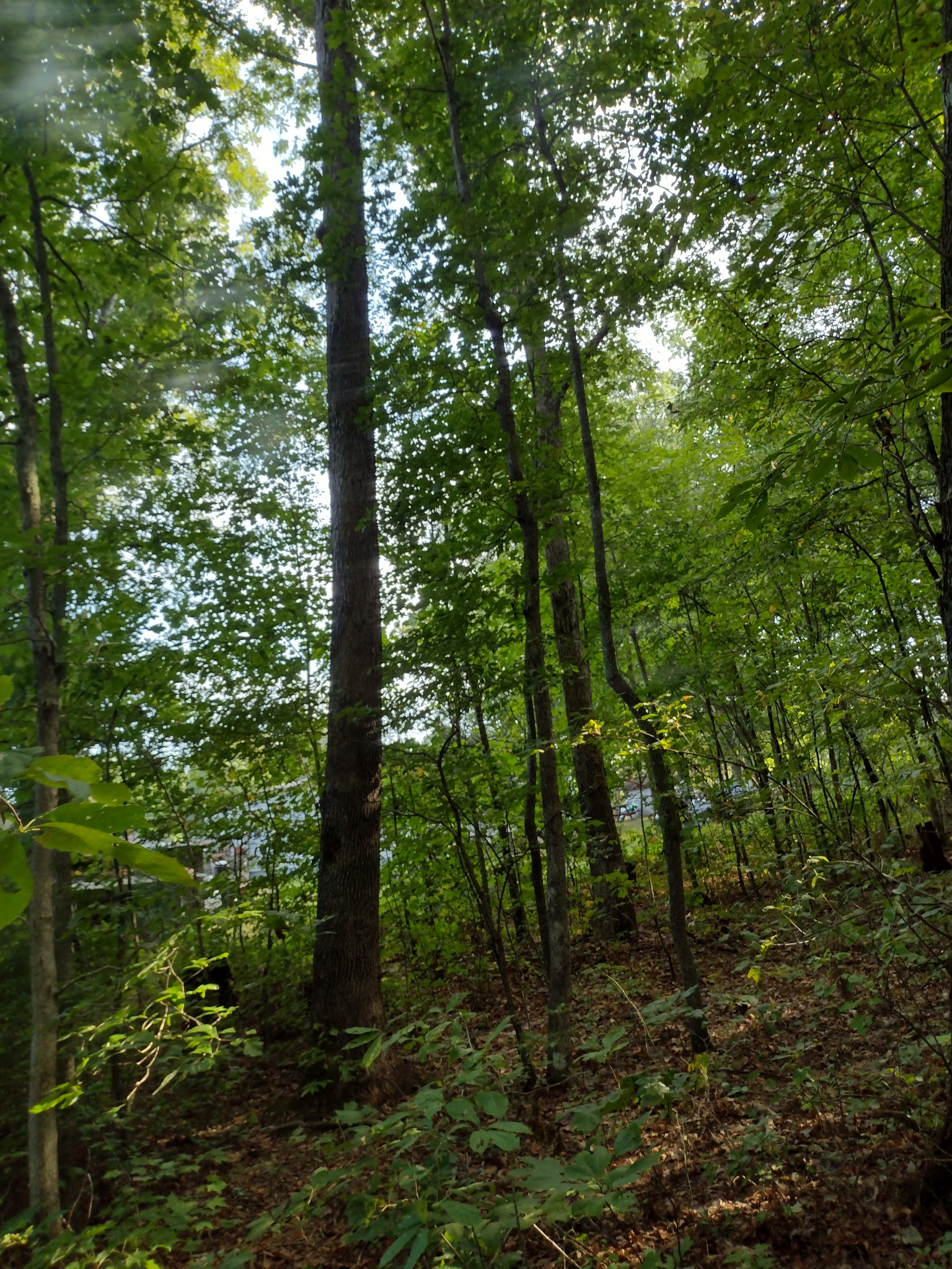 0 N Of 60th Ave, S Gruetli Laager TN 37339