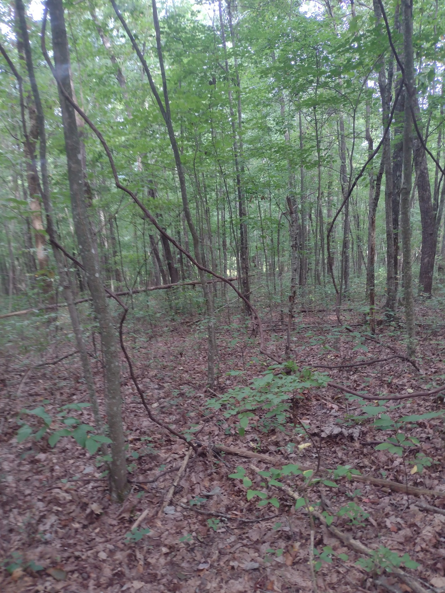 0 N Of 60th Ave, S Gruetli Laager TN 37339