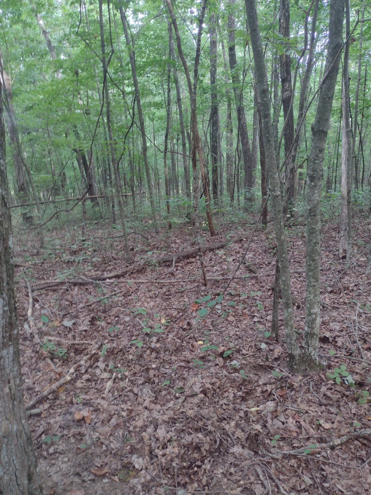 0 N Of 60th Ave, S Gruetli Laager TN 37339