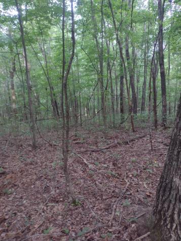 0 N Of 60th Ave, S Gruetli Laager TN 37339