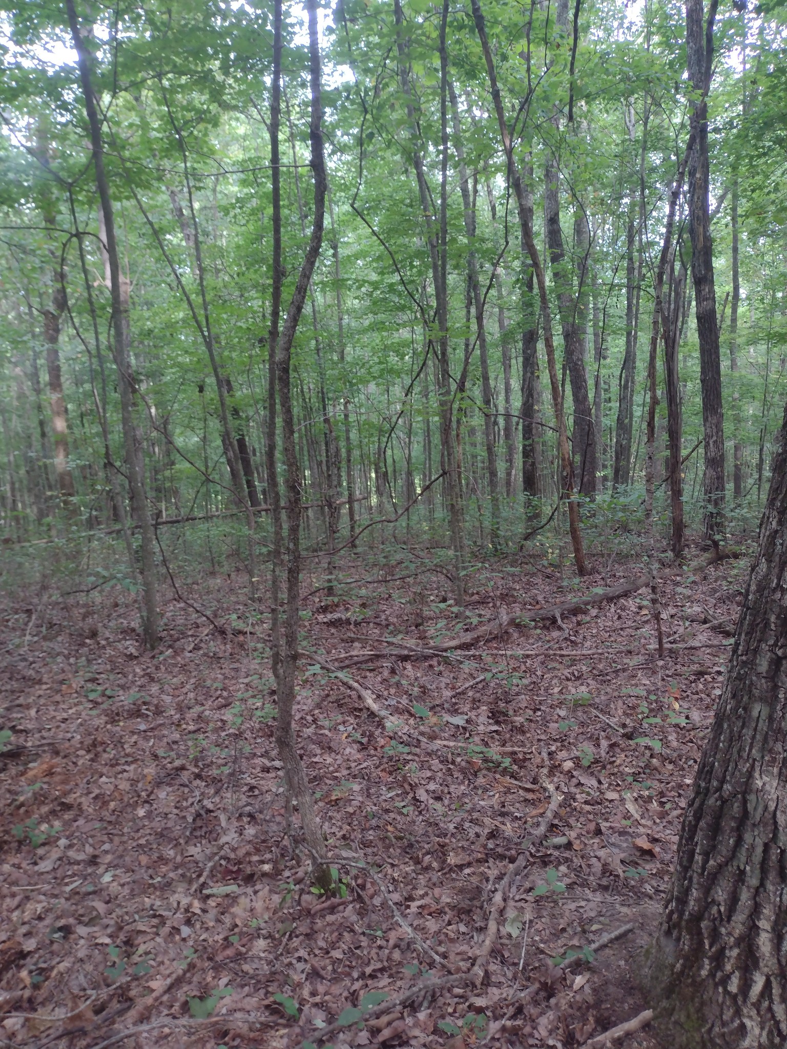 0 N Of 60th Ave, S Gruetli Laager TN 37339