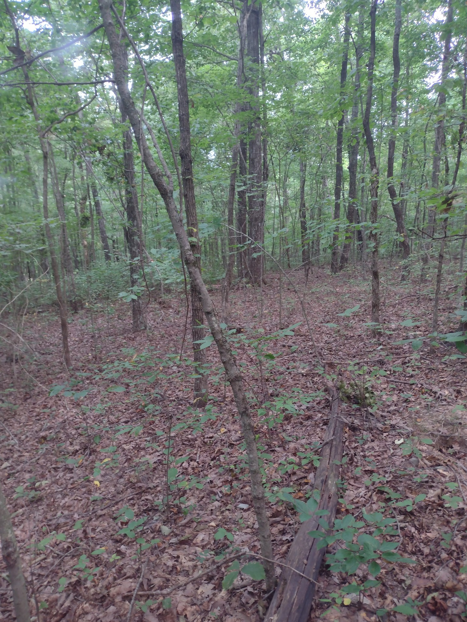 0 N Of 60th Ave, S Gruetli Laager TN 37339