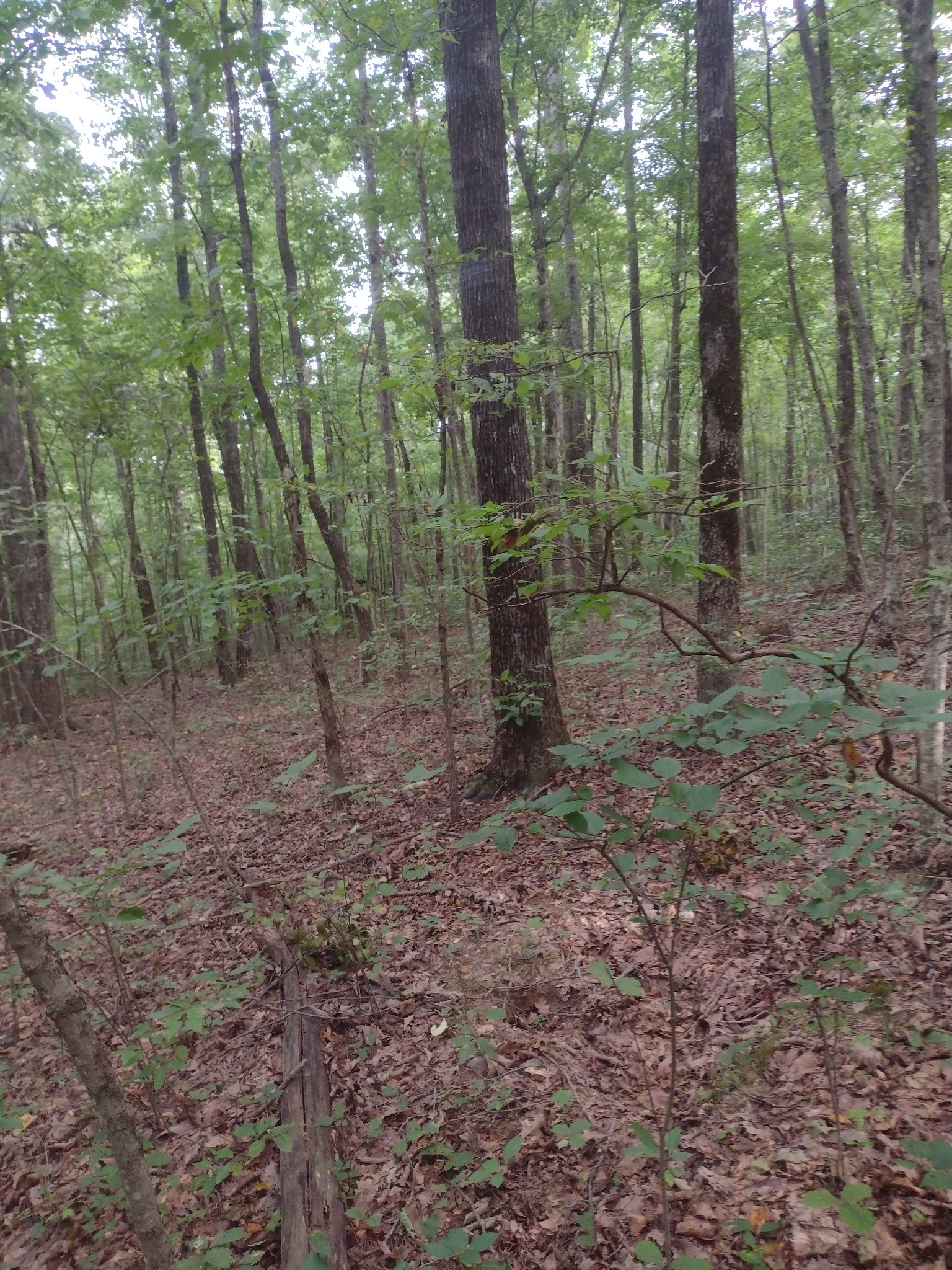 0 N Of 60th Ave, S Gruetli Laager TN 37339