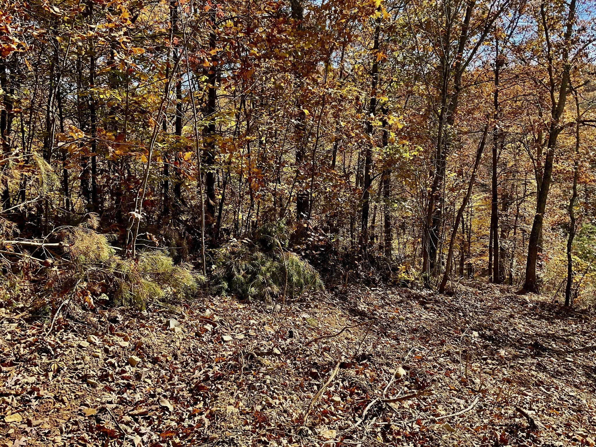 0 Forrest Crossing Waverly TN 37185
