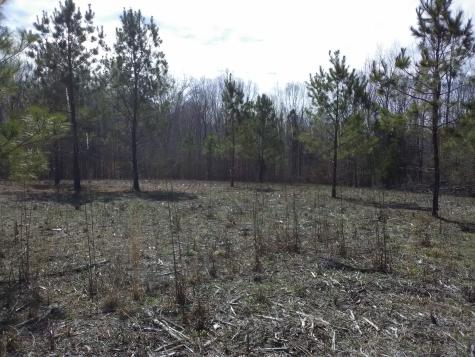 0 Davis Hollow Road Minor Hill TN 38473