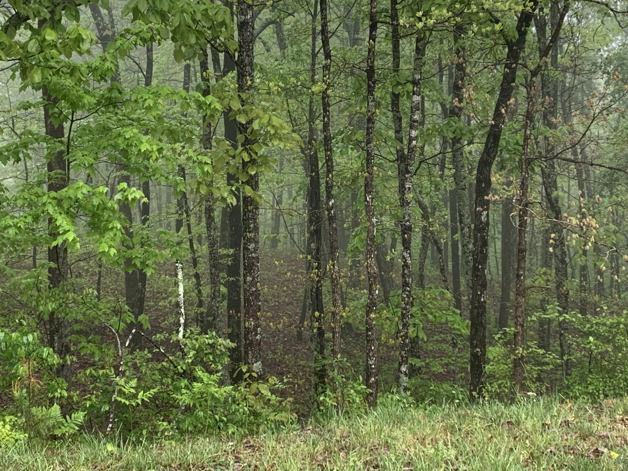 225 Prospectors Way Jasper TN 37347