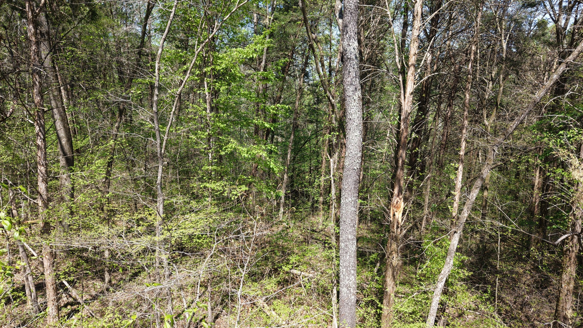 0 Old Highway 96 Burns TN 37029