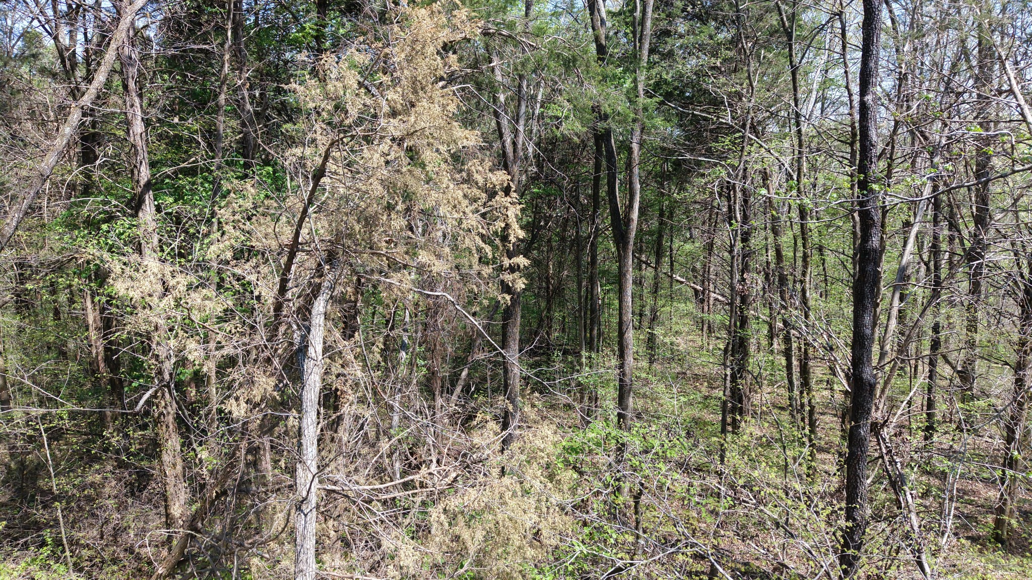 0 Old Highway 96 Burns TN 37029