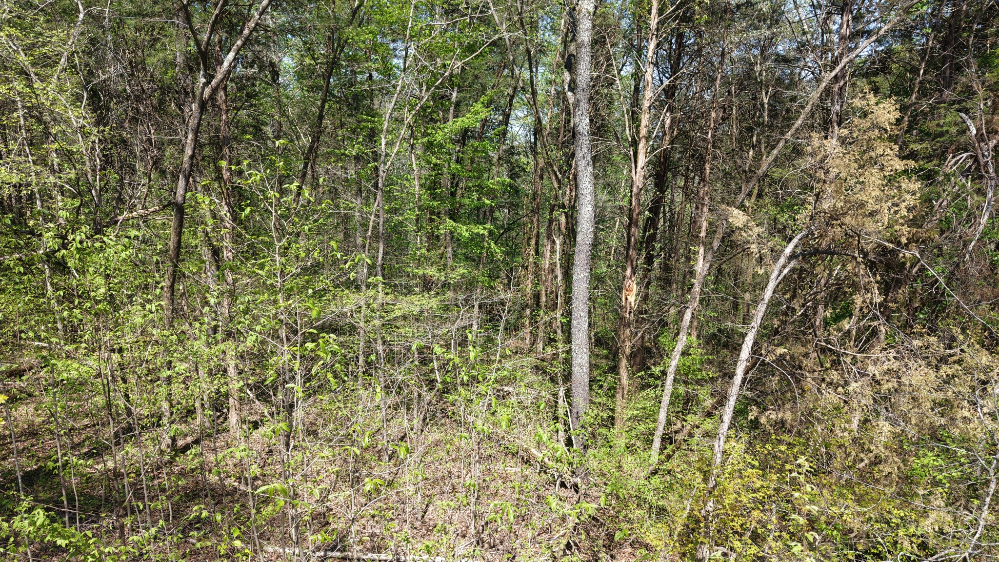 0 Old Highway 96 Burns TN 37029
