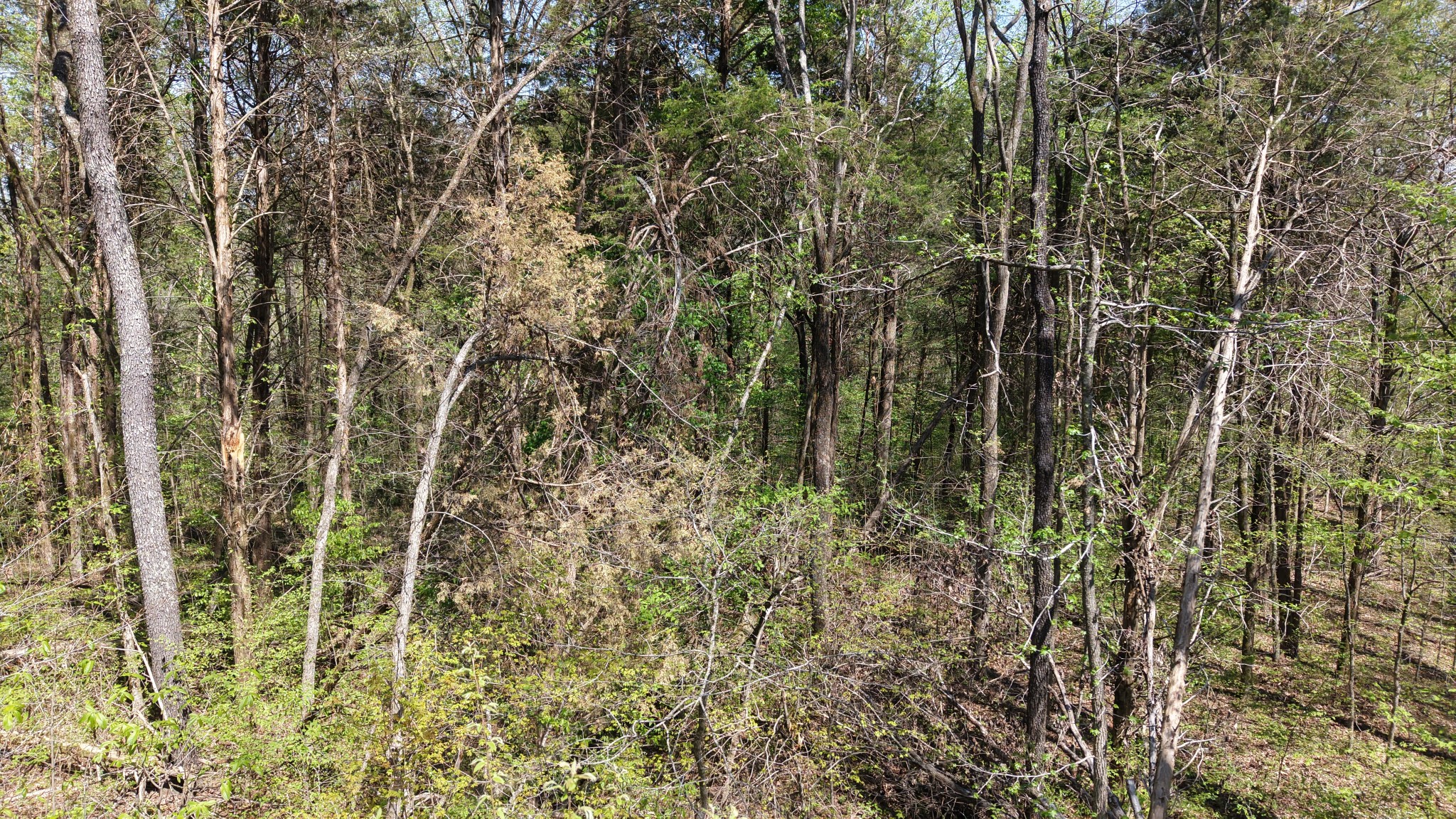 0 Old Highway 96 Burns TN 37029