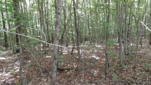 0 Parkstown Extension Road Wilder TN 38589
