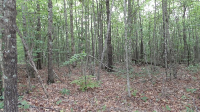 0 Parkstown Extension Road Wilder TN 38589
