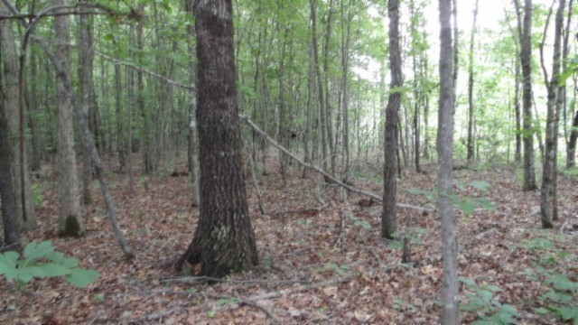 0 Parkstown Extension Road Wilder TN 38589