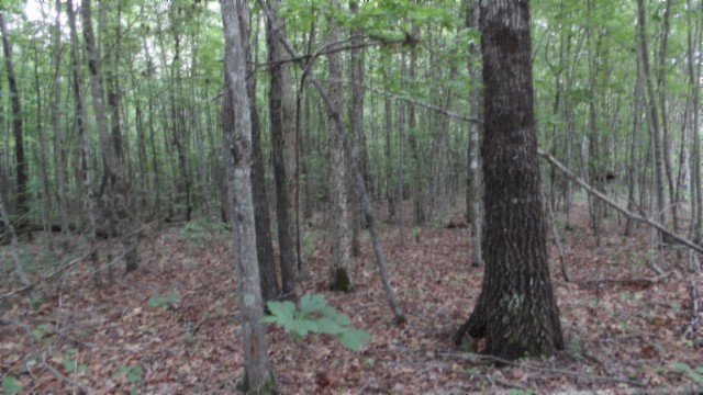 0 Parkstown Extension Road Wilder TN 38589