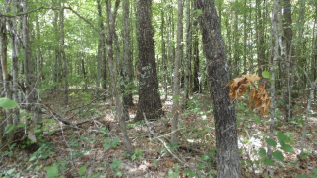 0 Parkstown Extension Road Wilder TN 38589