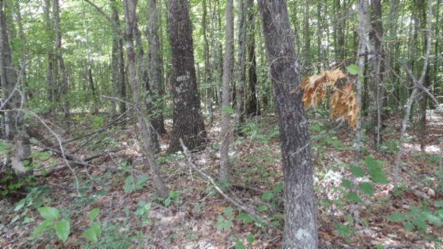 0 Parkstown Extension Road Wilder TN 38589