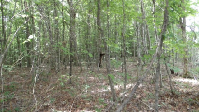 0 Parkstown Extension Road Wilder TN 38589