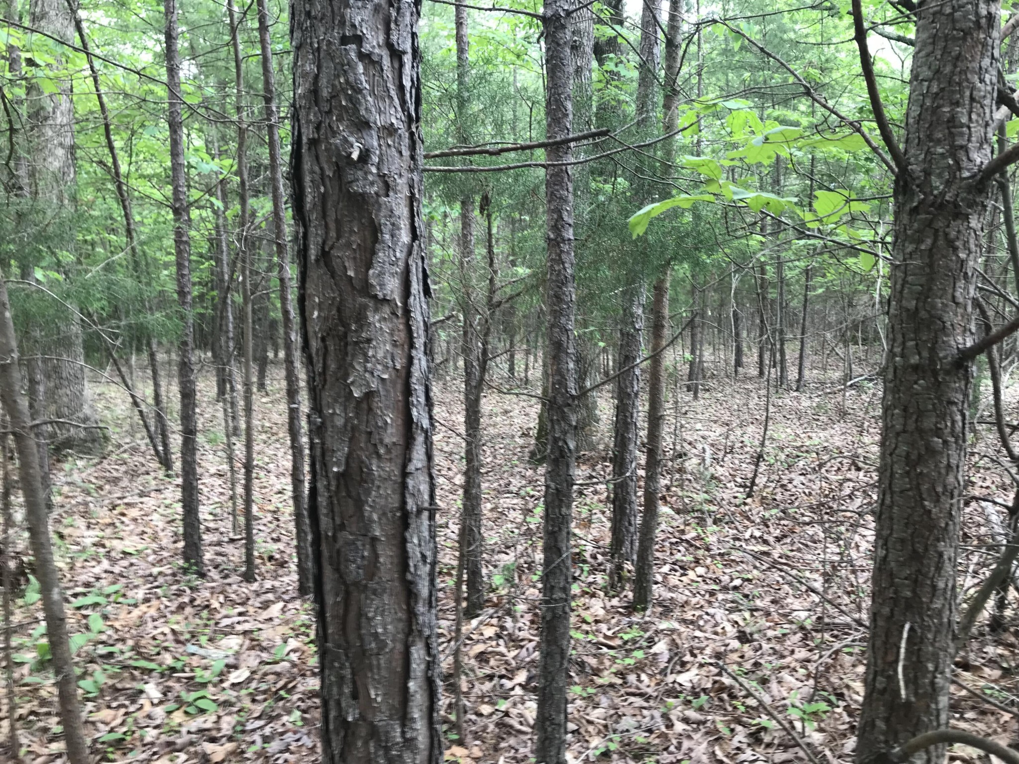 0 Bluffview Drive Dunlap TN 37327
