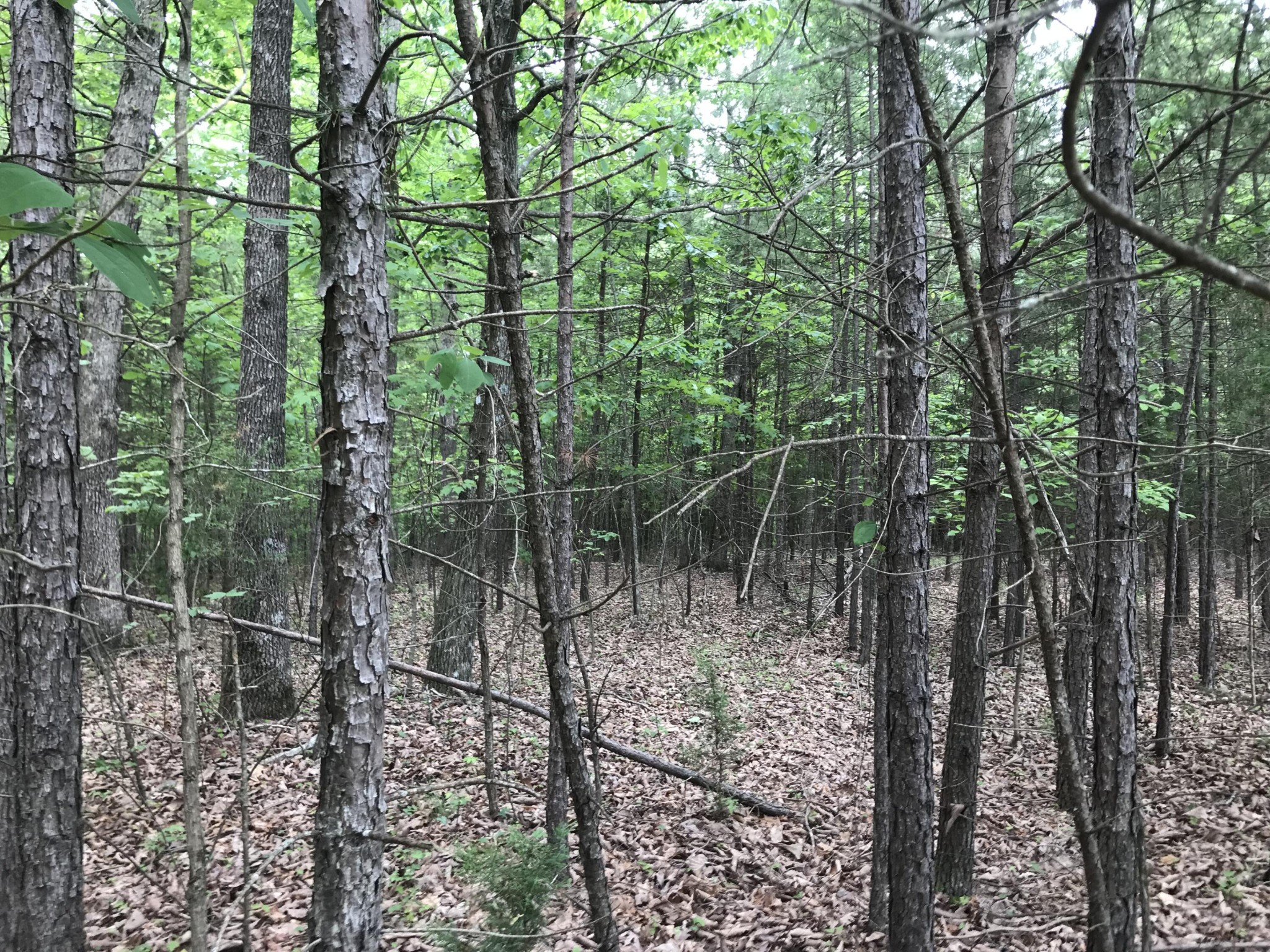 0 Bluffview Drive Dunlap TN 37327