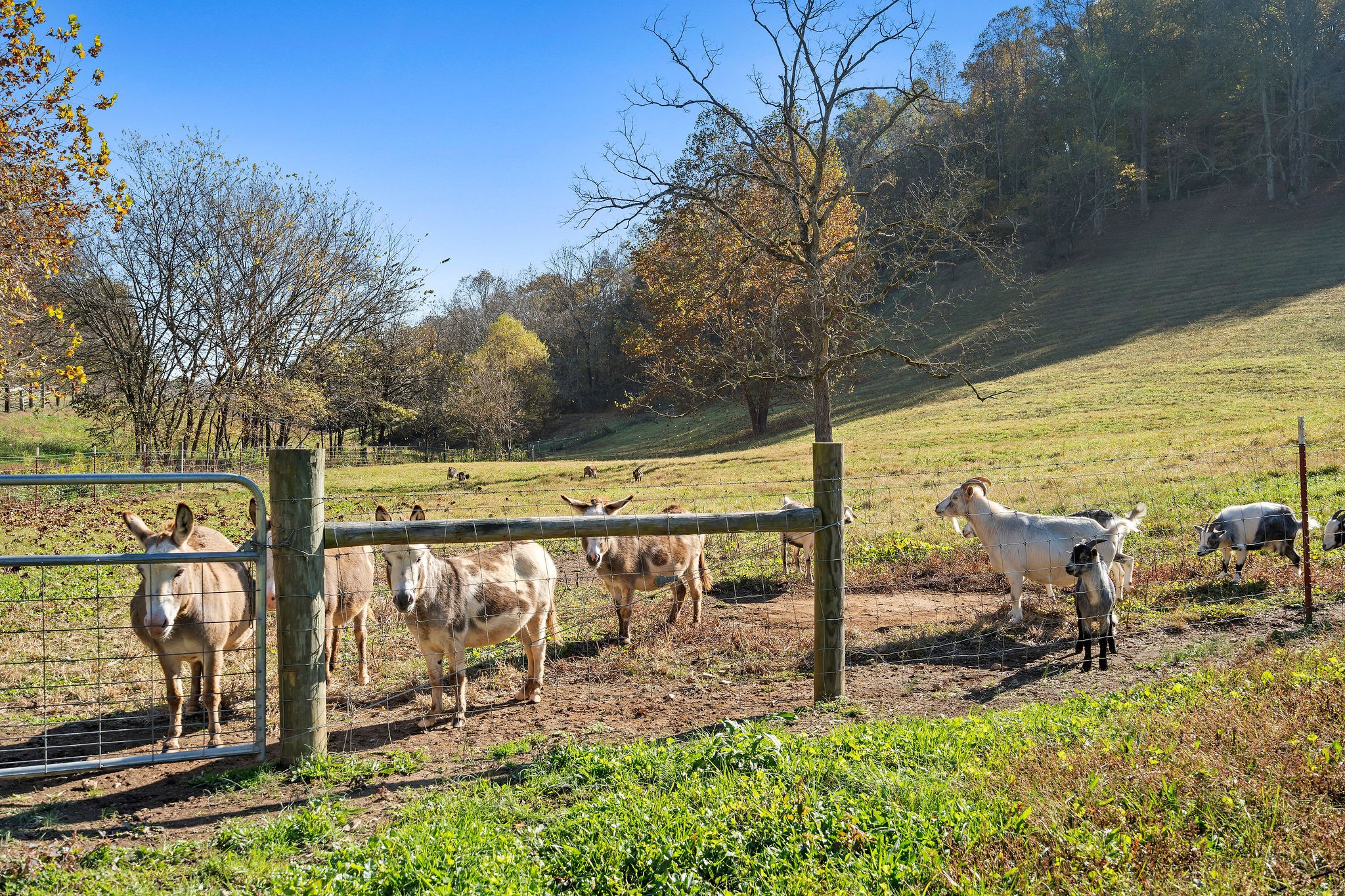 183 Puncheon Camp Lane Bell Buckle TN 37020