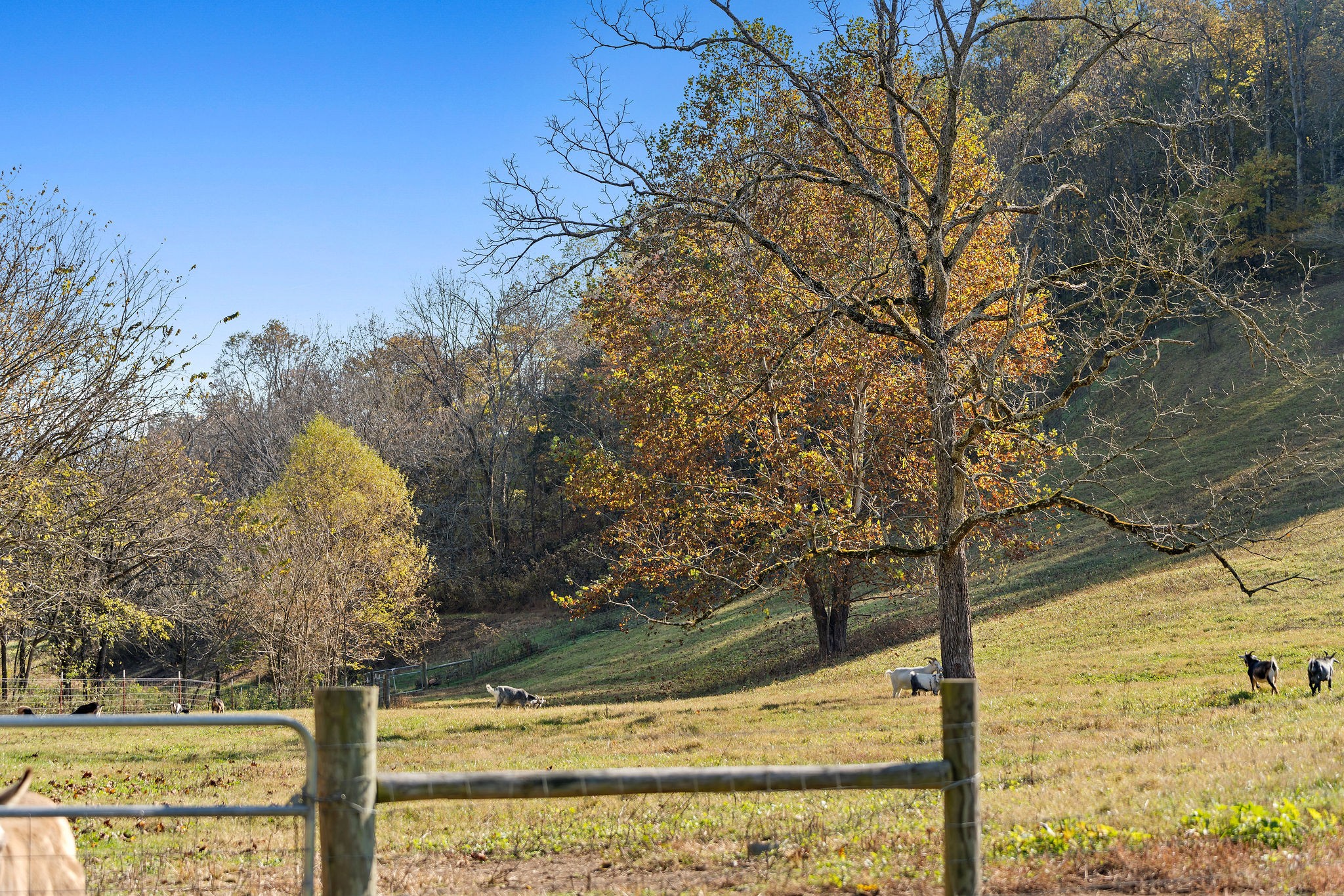 183 Puncheon Camp Lane Bell Buckle TN 37020