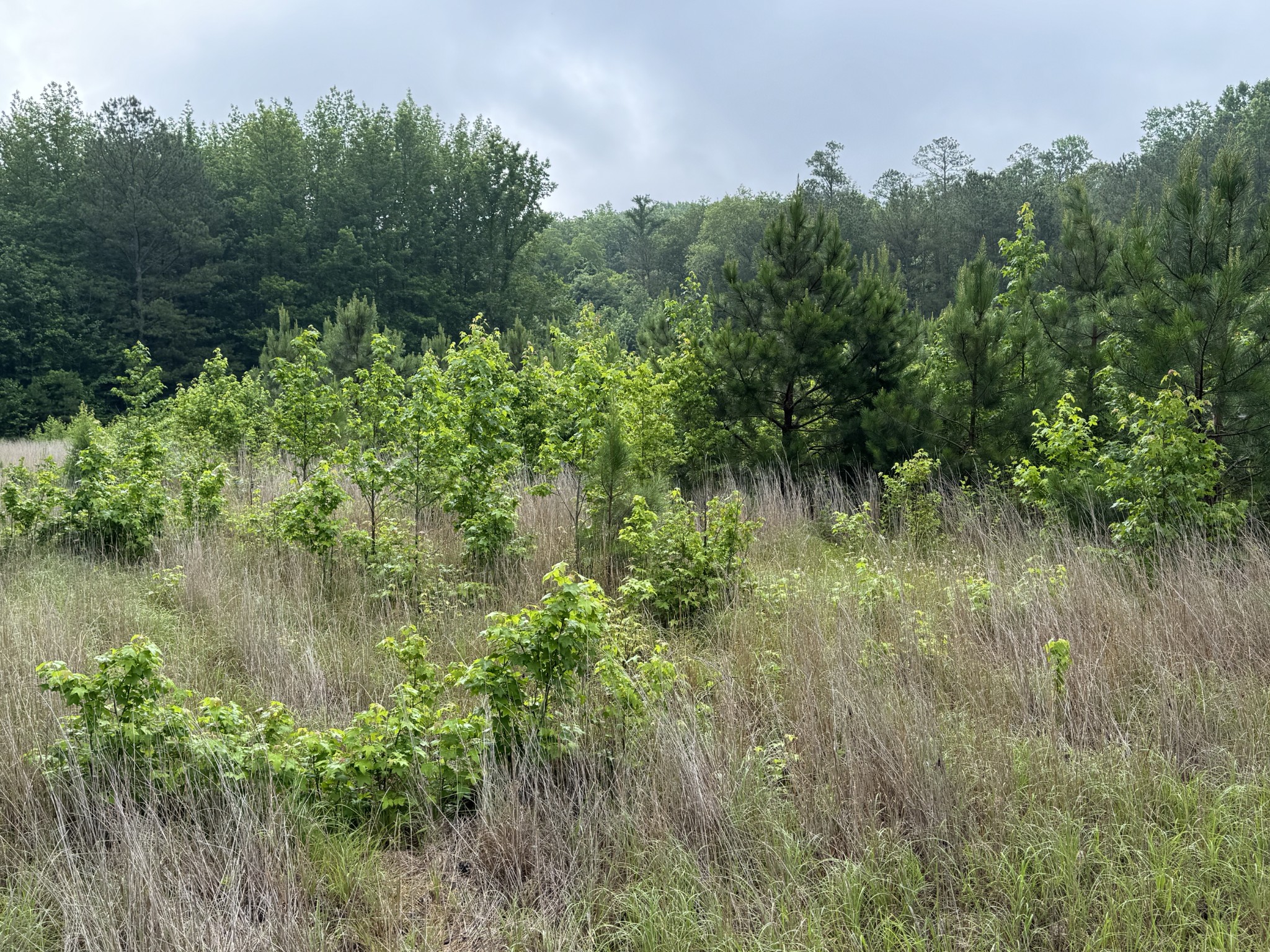 0 Brushy Road Centerville TN 37033