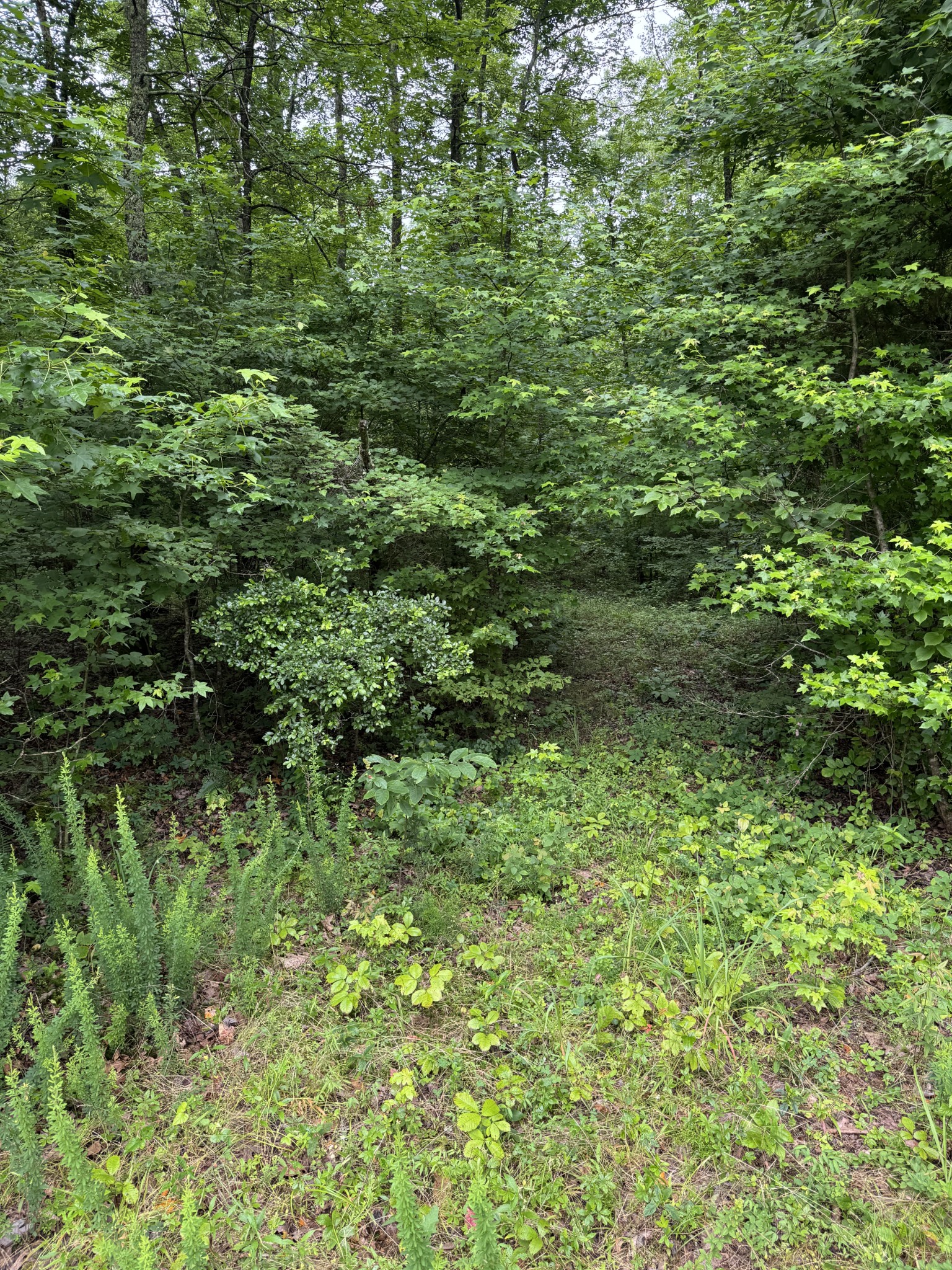 0 Brushy Road Centerville TN 37033